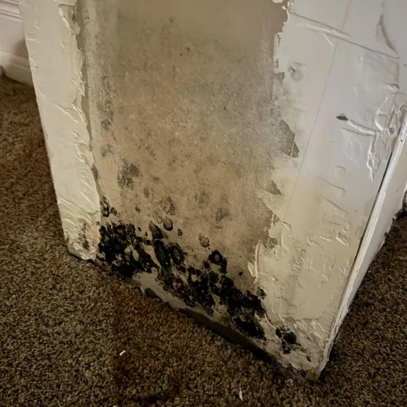 Professional Mold Removal in Encino, CA